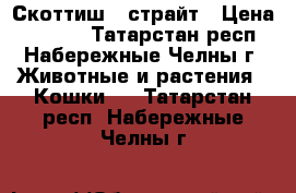 Скоттиш - страйт › Цена ­ 3 000 - Татарстан респ., Набережные Челны г. Животные и растения » Кошки   . Татарстан респ.,Набережные Челны г.